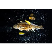 Fisch-Kochkurs Wien – Zitronenforelle