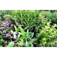 Gin-Tasting Wien – Botanicals