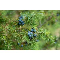 Gin-Tasting Salzburg – Wacholder