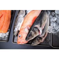 Fisch-Kochkurs Wien – roher Fisch