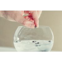 Gin-Tasting Wien – Wacholderbeeren im Gin Tonic